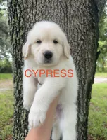 ❤️ CYPRESS, a male Great Pyrenees and Golden Retriever for sale in Naples, FL – 1 of 4