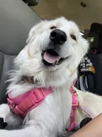 🩶 ASHER, a male Great Pyrenees and Golden Retriever for sale in Naples, FL – 5 of 8