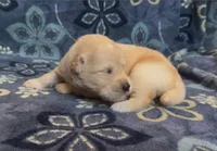 🩷 REINE, a female Golden Pyrenees for sale in Naples, FL – 3 of 3