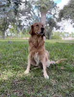 🩶 ASHER, a male Great Pyrenees and Golden Retriever for sale in Naples, FL – 7 of 8