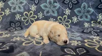 💛 CAIYRUS, a male Golden Pyrenees for sale in Naples, FL – 2 of 3