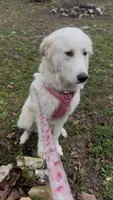 🩶 ASHER, a male Great Pyrenees and Golden Retriever for sale in Naples, FL – 6 of 8