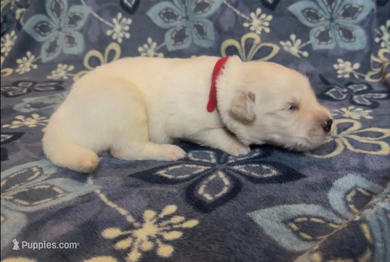 ❤️ CYPRESS – Golden Pyrenees puppy for sale in Naples, FL
