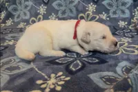❤️ CYPRESS, a male Golden Pyrenees for sale in Naples, FL – 1 of 3
