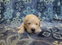🧡 SILAS, a male Golden Pyrenees for sale in Naples, FL – 2 of 3