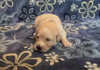 🤎 WILLOW, a female Golden Pyrenees for sale in Naples, FL – 3 of 3