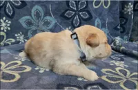 🩶 ASHER, a male Golden Pyrenees for sale in Naples, FL – 3 of 3