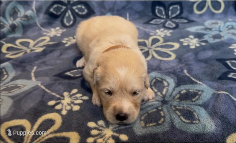 🤎 WILLOW – Golden Pyrenees puppy for sale in Naples, FL