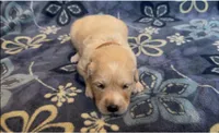 🤎 WILLOW, a female Golden Pyrenees for sale in Naples, FL – 1 of 3