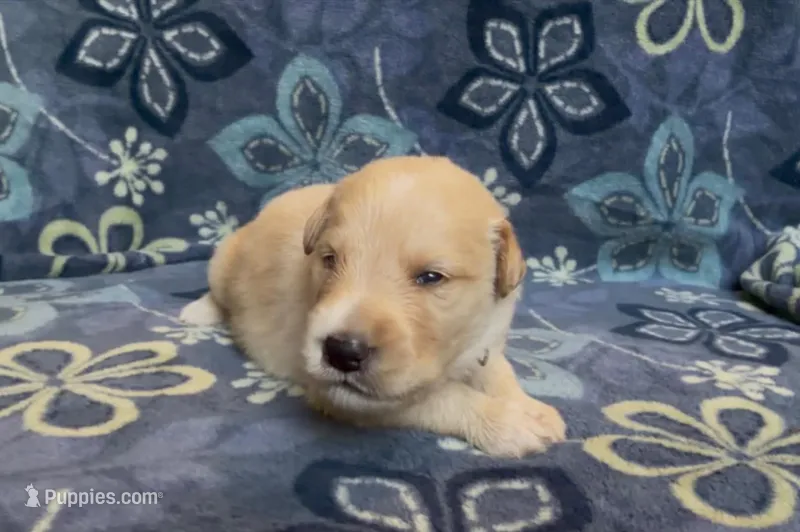 🩶 ASHER – Golden Pyrenees puppy for sale in Naples, FL