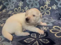 ❤️ CYPRESS, a male Golden Pyrenees for sale in Naples, FL – 2 of 3