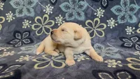 💛 CAIYRUS, a male Golden Pyrenees for sale in Naples, FL – 3 of 3