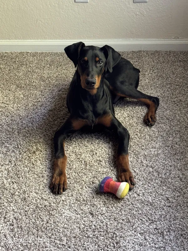 Atlas  – Doberman Pinscher puppy for sale in Durham, NC