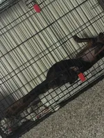 Atlas , a male Doberman Pinscher for sale in Durham, NC – 5 of 6