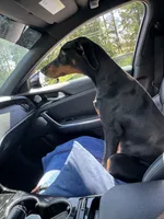 Atlas , a male Doberman Pinscher for sale in Durham, NC – 3 of 6