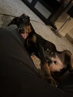 Atlas , a male Doberman Pinscher for sale in Durham, NC – 6 of 6