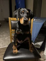 Atlas , a male Doberman Pinscher for sale in Durham, NC – 2 of 6