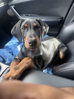 Atlas , a male Doberman Pinscher for sale in Durham, NC – 4 of 6