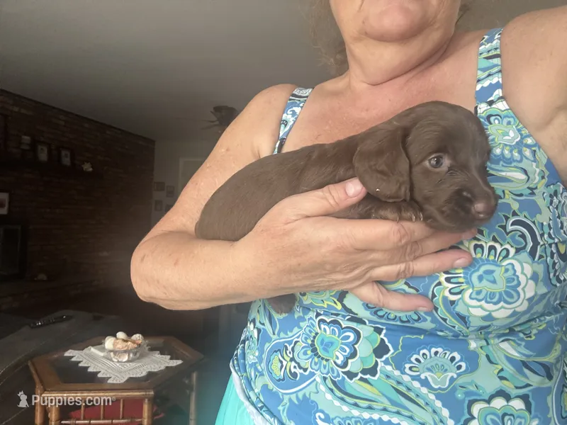 Cocoa – Miniature Dachshund puppy for sale in Betsy Layne, KY