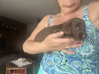 Cocoa, a female Miniature Dachshund for sale in Betsy Layne, KY – 1 of 3