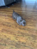 Cocoa, a female Miniature Dachshund for sale in Betsy Layne, KY – 2 of 3