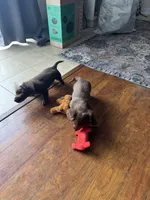 Honey, a female Dachshund for sale in Betsy Layne, KY – 3 of 4