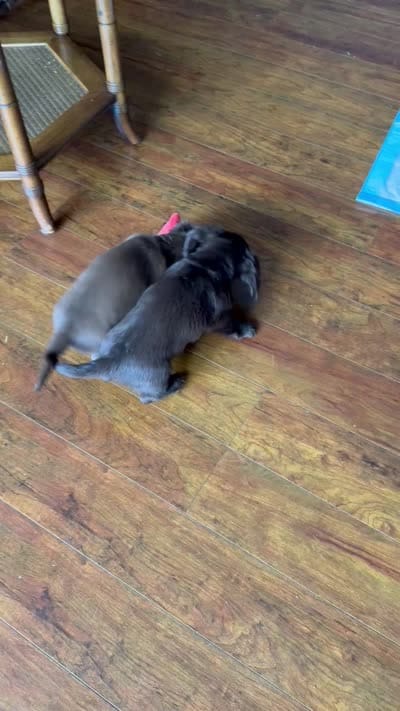 Honey, a female Dachshund for sale in Betsy Layne, KY – 4 of 4