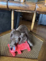 Honey, a female Dachshund for sale in Betsy Layne, KY – 2 of 4