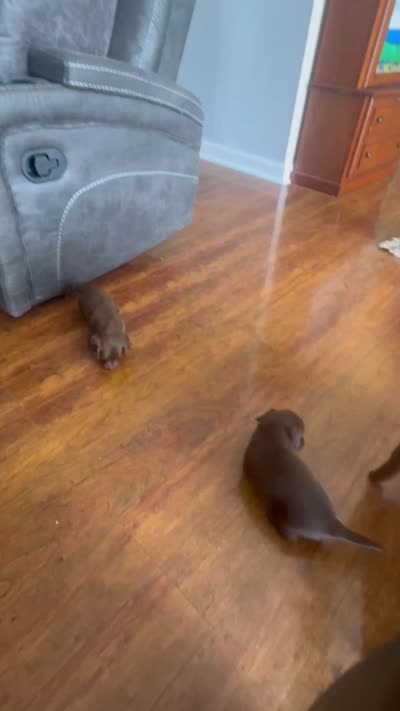 Cocoa, a female Miniature Dachshund for sale in Betsy Layne, KY – 3 of 3