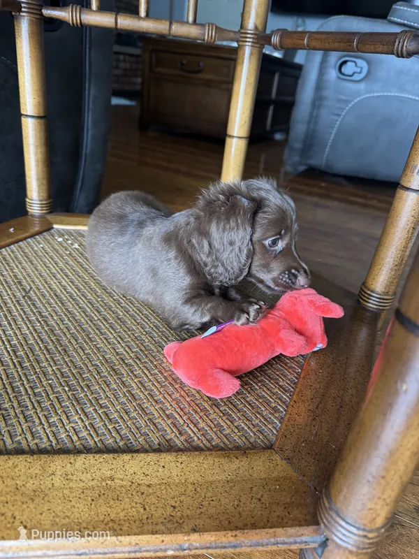 Honey – Dachshund puppy for sale in Betsy Layne, KY