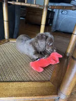 Honey, a female Dachshund for sale in Betsy Layne, KY – 1 of 4