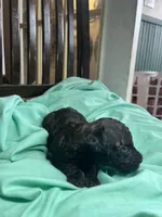 Brindle boy, a male Poodle - Toy  for sale in Denham Springs, LA – Photo 3 of 6