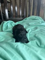 Brindle boy, a male Poodle - Toy  for sale in Denham Springs, LA – Photo 4 of 6