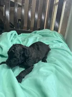 Brindle boy, a male Poodle - Toy  for sale in Denham Springs, LA – Photo 5 of 6
