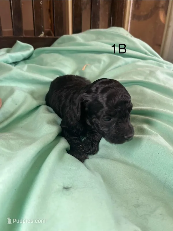 Brindle boy – Poodle - Toy  puppy for sale in Denham Springs, LA
