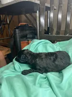 Brindle boy, a male Poodle - Toy  for sale in Denham Springs, LA – Photo 2 of 6