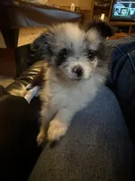 Lil Lady 1 blue eye, a female Pomeranian for sale in Denham Springs, LA – 5 of 10