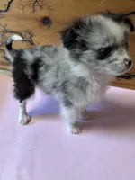 Lil Lady 1 blue eye, a female Pomeranian for sale in Denham Springs, LA – 6 of 10