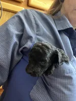 Black boy, a male Poodle - Toy  for sale in Denham Springs, LA – Photo 3 of 6