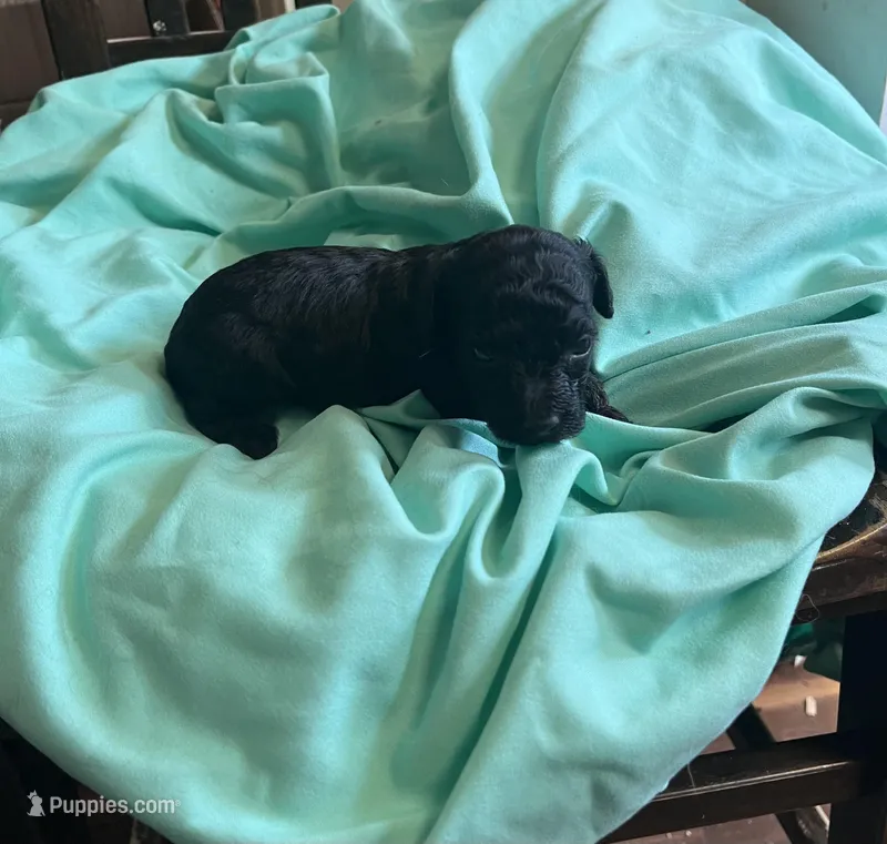 Black boy – Poodle - Toy  puppy for sale in Denham Springs, LA