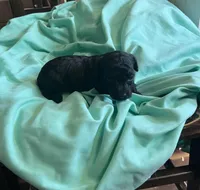 Black boy, a male Poodle - Toy  for sale in Denham Springs, LA – Photo 1 of 6