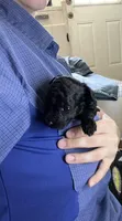 Black girl, a female Poodle - Toy  for sale in Denham Springs, LA – Photo 2 of 6
