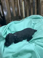 Black girl, a female Poodle - Toy  for sale in Denham Springs, LA – Photo 6 of 6