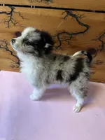 Lil Lady 1 blue eye, a female Pomeranian for sale in Denham Springs, LA – 9 of 10