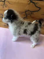 Lil Lady 1 blue eye, a female Pomeranian for sale in Denham Springs, LA – 8 of 10