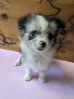 Lil Lady 1 blue eye, a female Pomeranian for sale in Denham Springs, LA – 3 of 10