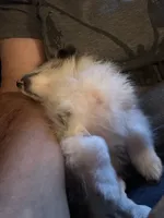 Lil Lady 1 blue eye, a female Pomeranian for sale in Denham Springs, LA – 10 of 10