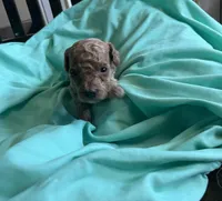 Cream boy, a male Poodle - Toy  for sale in Denham Springs, LA – 2 of 5