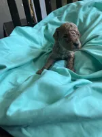 Cream boy, a male Poodle - Toy  for sale in Denham Springs, LA – 5 of 5