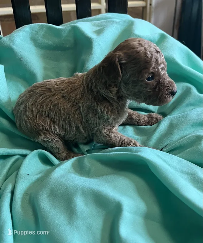 Cream boy – Poodle - Toy  puppy for sale in Denham Springs, LA